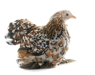 tricolor Pekin chicken