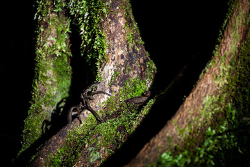 Spider at borneo rainforest