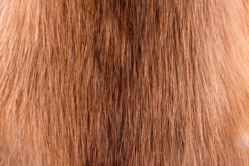 Real weasel fur texture or background