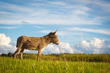 Grey donkey