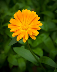 One yellow flower and green leaves