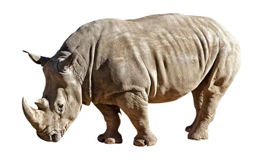 Papier Peint photo autocollant Rhinocéros rhinocéros sur fond blanc