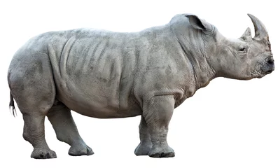 Stickers pour porte Rhinocéros rhinocéros sur fond blanc