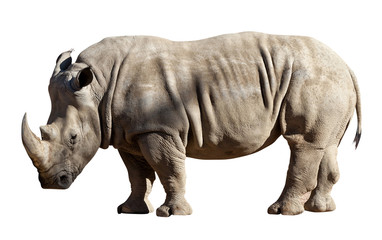 Obraz premium rhinoceros on white background