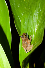 Obraz premium Small frog at big leaf in rainforest