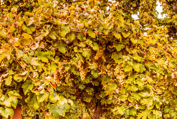 Bunches of white grapes in a vineyard