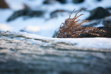 Wild heather at winter
