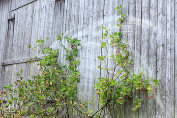 Old grey barn wall