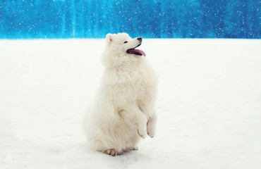 Happy cheerful white Samoyed dog on snow in winter day