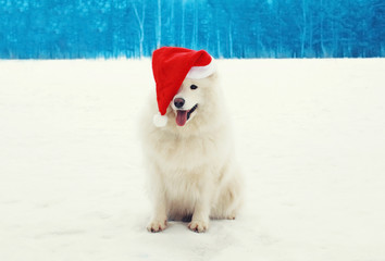 Happy cheerful white Samoyed dog wearing a red santa hat on snow