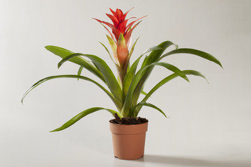 Guzmania cardinalis