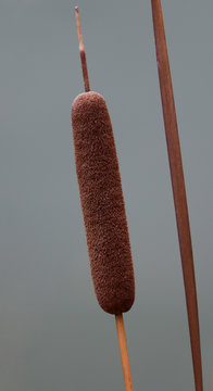 Rohrkolben