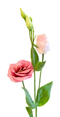 Obraz premium White Eustoma, Lisianthus flowers, yellow buds, family Gentianaceae, isolated, close up.