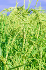 Rice plant in rice field