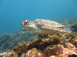 Obraz premium ウミガメ