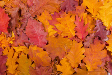 Fototapeta na wymiar Texture of fallen autumn leaves