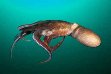 Octopus