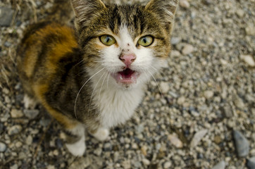 The little tabby orange kitten with burnt muzzle asks for help