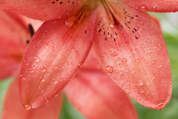 赤いスカシユリの花のアップと水滴