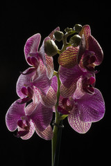 Phalaenopsis