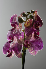 Phalaenopsis