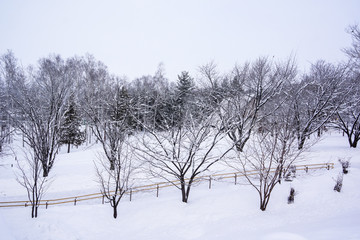 Tree on the snow