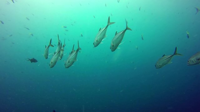 colorful fish on coral reef
