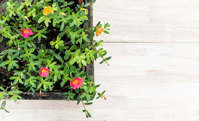 Top view - flowers against wodd background