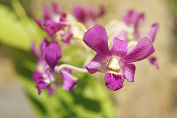 Fototapeta na wymiar blossom purple Dendrobium orchid on tree