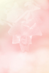 blurred sweet color orchid with soft color