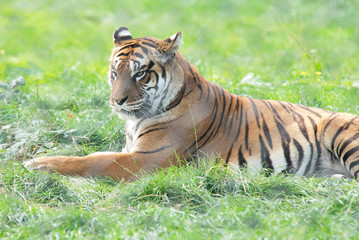 beautiful, orange tiger, behind the net, lies on the green grass and rests