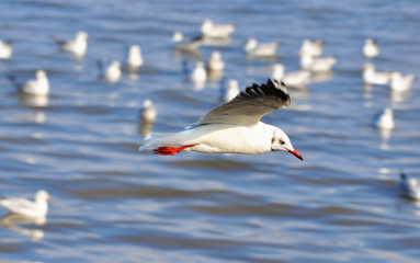Seagull