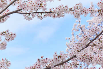 桜のフレーム
