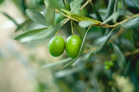 Olive sul ramo
