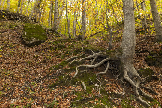 Radici di lecci ( querce) ricoperte di muschio. Foglie a terra, autunno