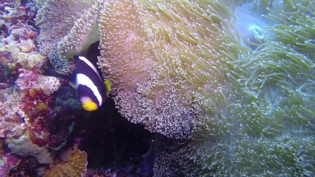 colorful fish on coral reef

