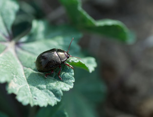 Coléoptère noir, Timarcha Tenebriscosa
