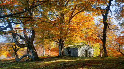 shed in autumnal forest