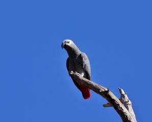 African grey parrot