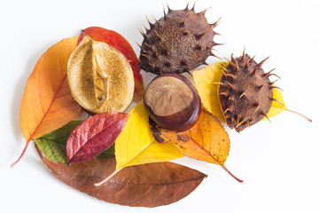 Jesienne liście na białym tle