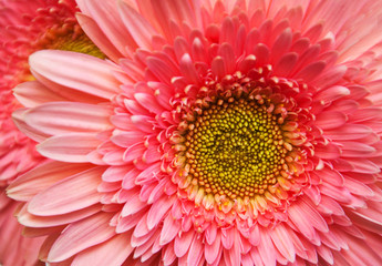 Fototapeta premium gerbera texture background