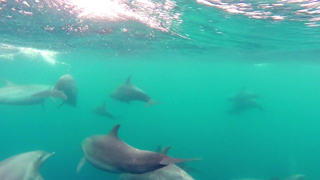 Chasing Bottlenose Dolphins who is swimming in front of the speed boat.
