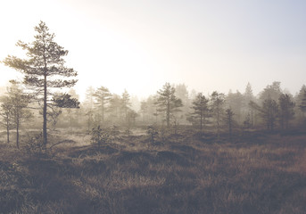 A frosty morning. Image from a frozen swamp during early sunrise in November.