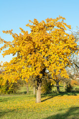 Naklejka premium Kirschbaum im Herbst 7