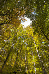 Foresta con alberi alti verso il cielo 