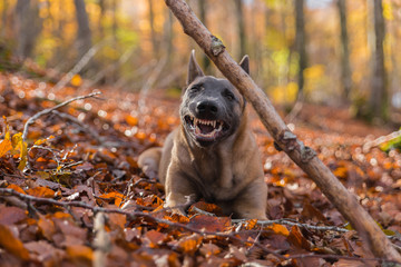 Belgian Malinois dog outside in the forest, aggressive mood - 95631765