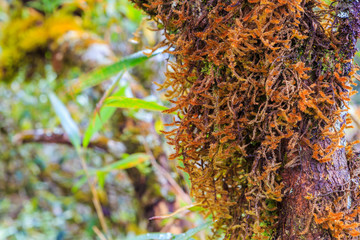 Epiphytes fern on tree in tropical rain forest