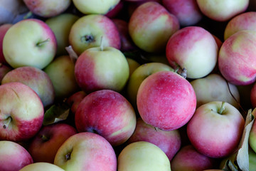 Fototapeta na wymiar Fresh picked Cherry Apples at a local organic farm market