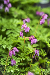 Kwiatki polne © Kozioł Kamila