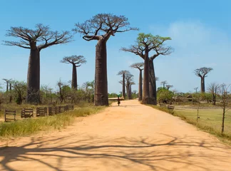 Decke mit Muster Baobab Allee der Affenbrotbäume